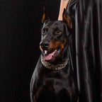 The ''Rock Python'' collar-3