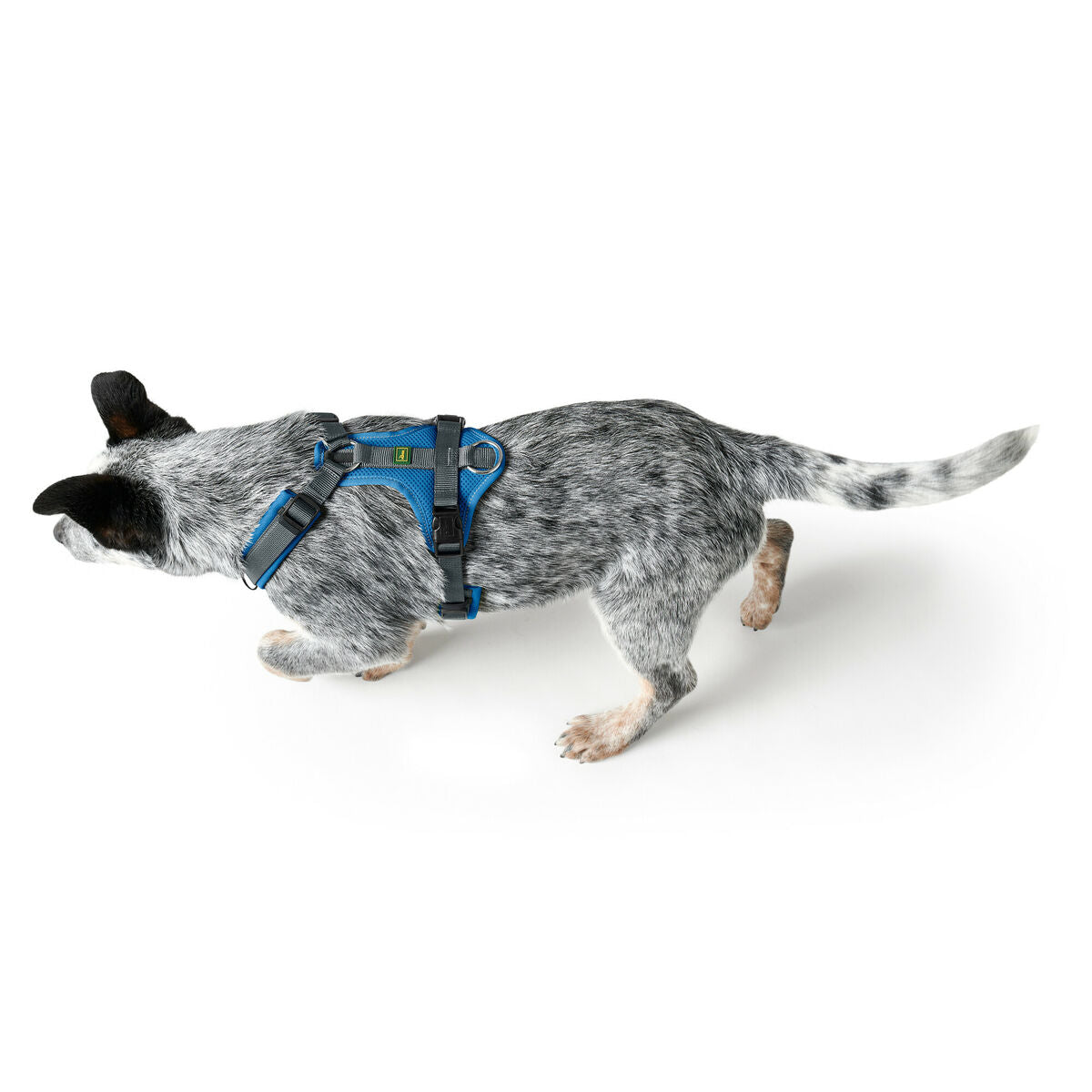 Dog Harness Hunter Maldon Up Blue 38-62 cm-2
