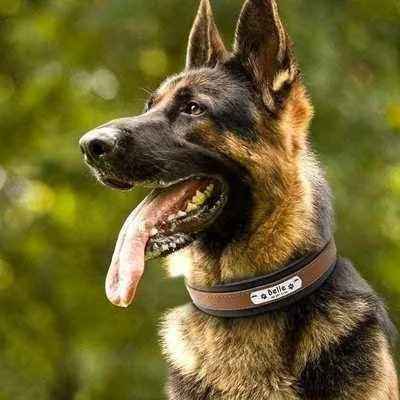 Big Dog's Personalised Leather Dog Collar-3