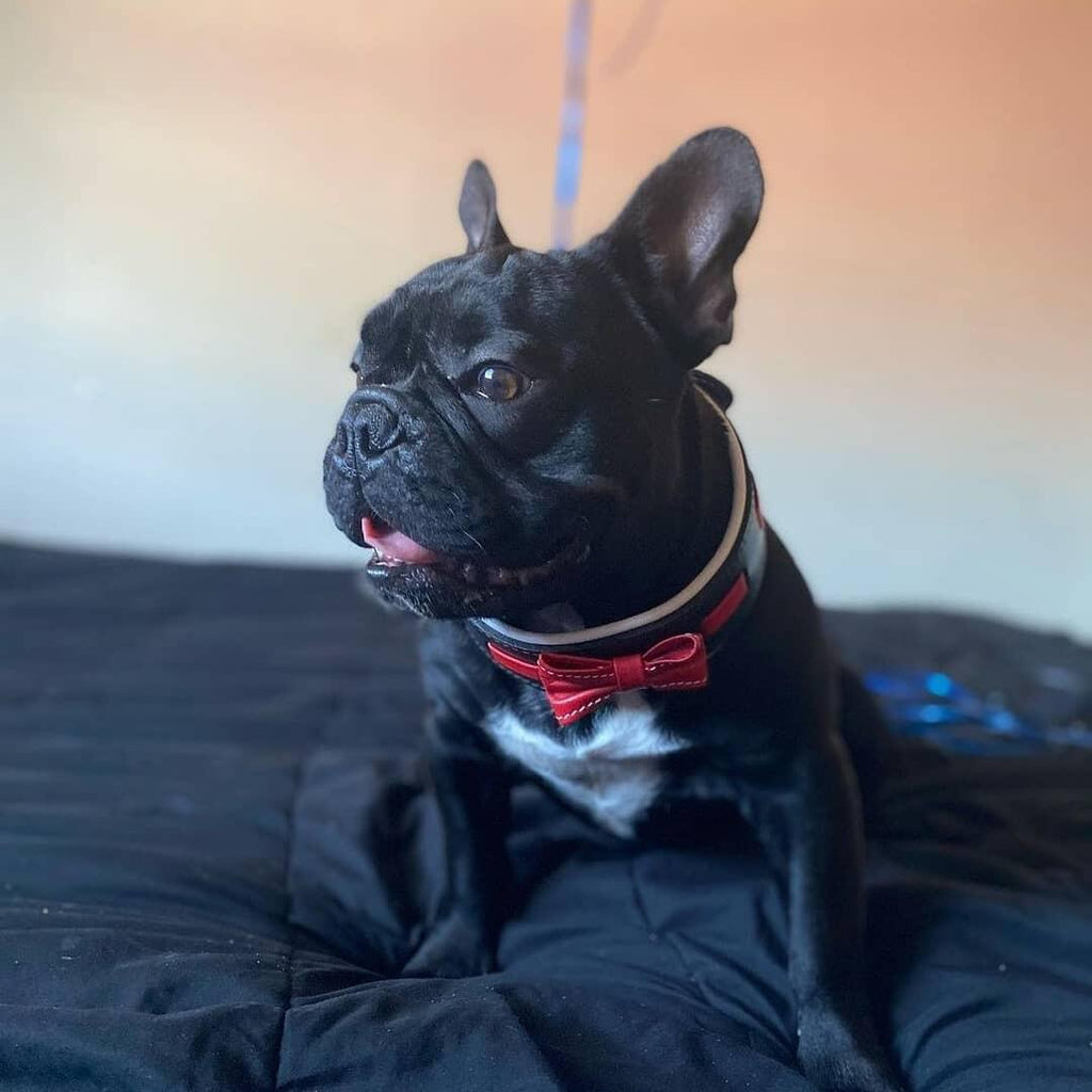 The "Bowtie" collar black-2