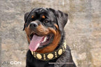 The "Maximus" collar 2.5 inch wide black & gold